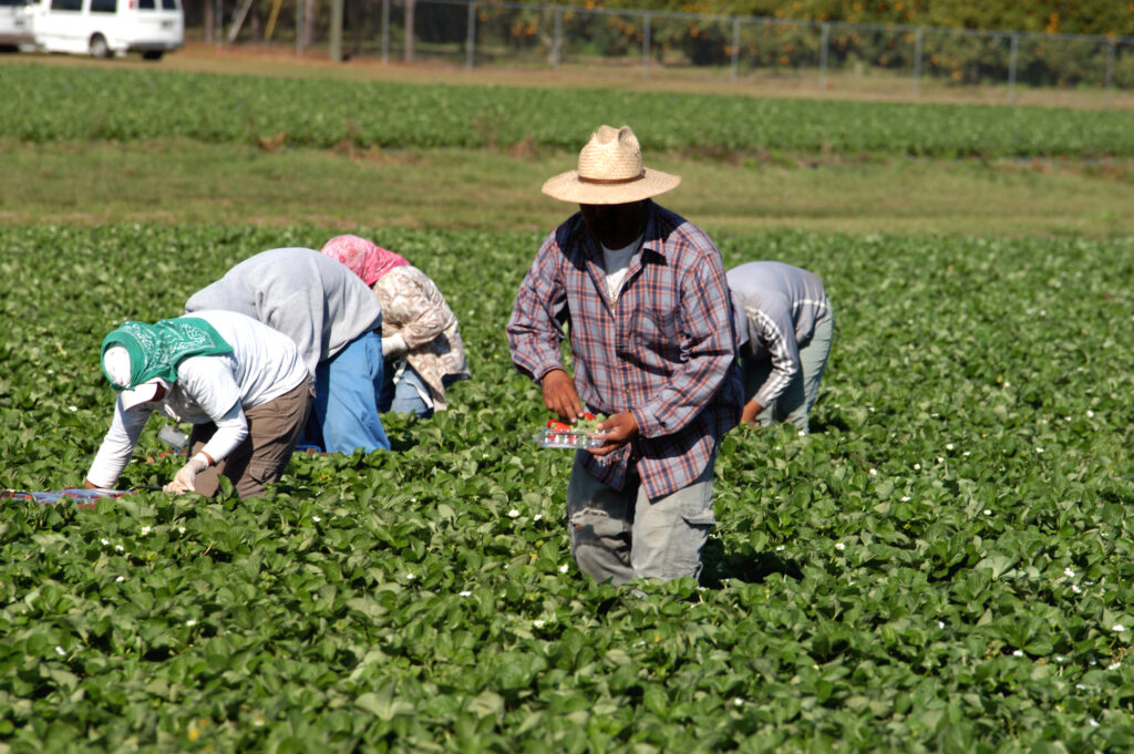 How a New Federal Deferred Action Program Protects Employee Rights Employment Law